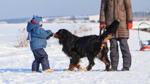 Loving Bernese Mountain Dog Steals Hearts as the Ultimate 'Nanny' for Lucky Toddler