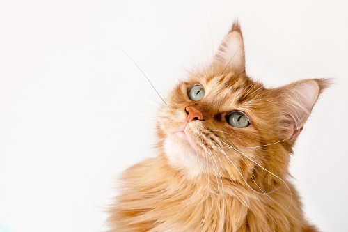 Fluffy Cat 'Grows a Mustache' and Winds Up Looking Just Like 'The Lorax'