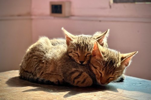 Stray Tabby Kittens’ Sassy Synchronized Hiss Feels Like a Scene From a Disney Movie