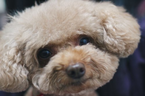 Teacup Poodle's Stunned Face When Family Doesn't Answer 'Her Call' to Go Out Is Priceless