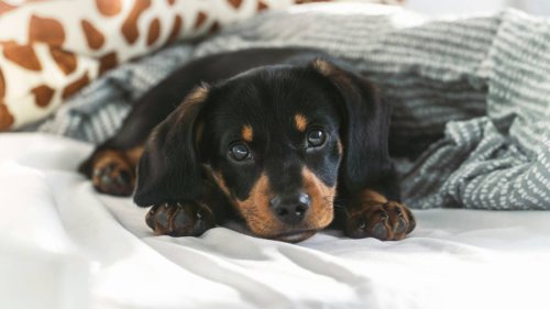 Poisoned Puppy Stands on Her Own for the First Time and Wags Her Tail in Celebration