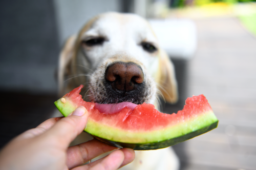 The 5 Best Human Treats for Dogs—and the 5 Worst—According to a Vet