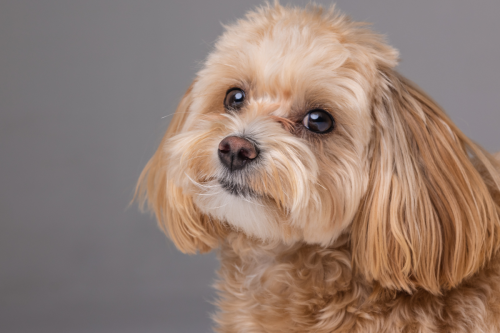 Maltipoo Who's 'Completely Done' After Day Care Has People Cracking Up