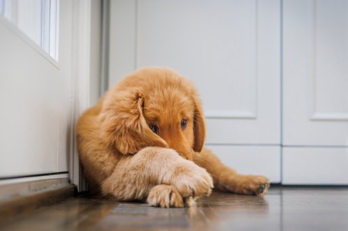 Golden Retriever's Kind Gesture Toward Scared Dog Sibling Is Melting Hearts