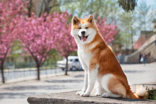 4 Dog Breeds That Bond Closely With One Person