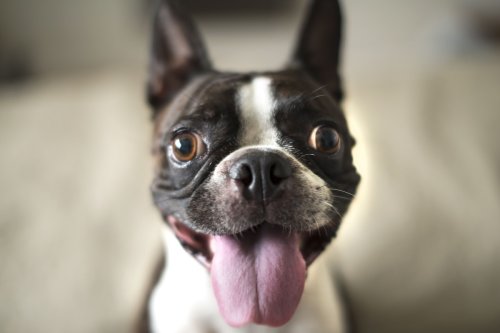Boston Terrier's 'First Birthday Knowing True Love' Has People Turning to Mush