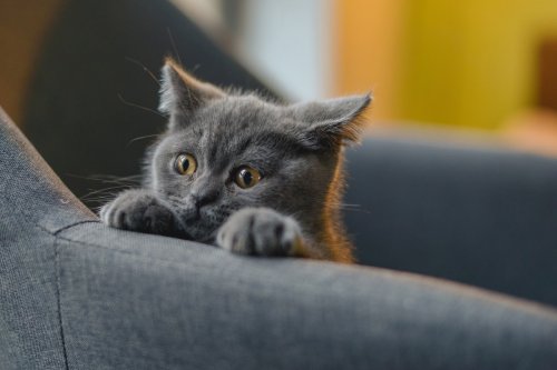 Tripod Kitten Escapes Enclosure & Outruns Mom Like Chaotic ‘Speedster on Three Wheels’