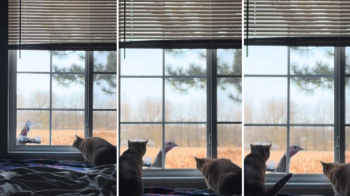 Cats Dumbfounded After Highly Unexpected Visitor Turns Up at Bird Feeder