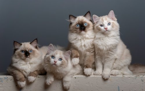 Ragdoll Cats' Very First Time Outside Is Full of Pure Wonder