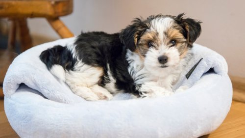 Rare Biewer Yorkshire Terrier Puppy Is So Cute People Can't Take It