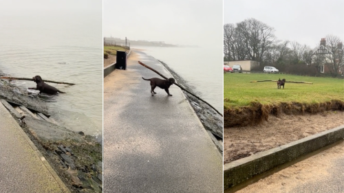 Dog's Persistent Effort to Retrieve Massive Stick From the Water Has People Impressed
