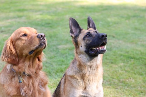 Golden Retriever and German Shepherd's 'Romeo & Juliet' Love Story Has Everyone in Love