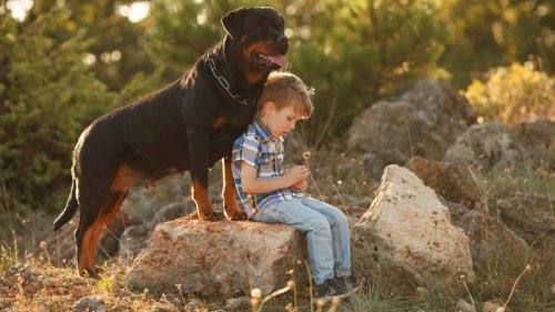 Rottweiler Tenderly Caring for His 'Little Human' Proves a Dog's Love Knows No Bounds