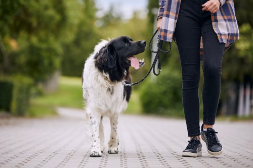 Mikey Madison Walking Her Rescue Dog Wearing a Velvet Gown Will Make You Feel Like a Hot Mess