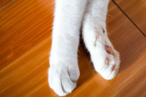 Precious Cat Who Looks Like Groucho Marx's Twin Has Everyone Obsessed