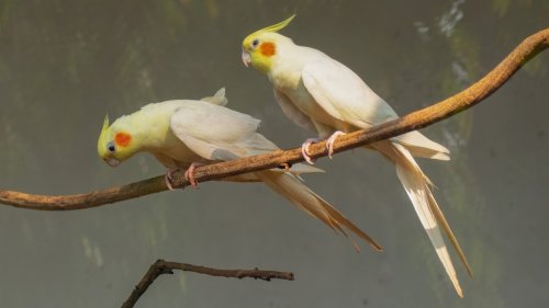 Cockatiel's Annoyance Over Fellow Bird Interrupting His Song Is a Riot