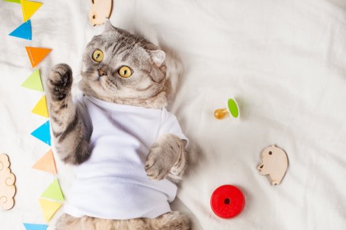 Cat Thinks 'All of New Baby's Things Are for Him' and Total Hilarity Ensues
