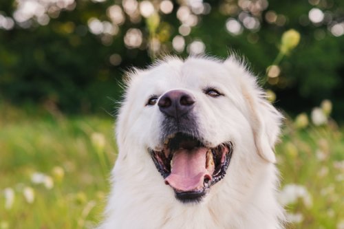 Great Pyrenees' Attempt to Outsmart Magic Trick Is Too Cute to Resist