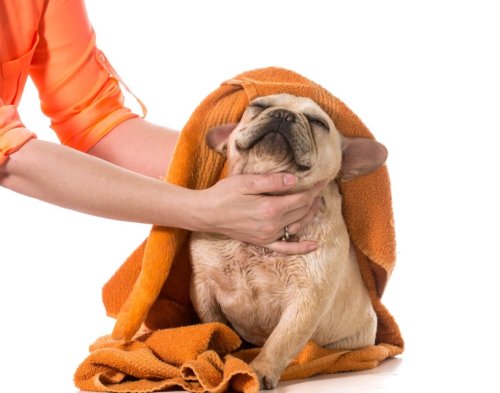Mom Attempts to Take a Relaxing Shower but 'Velcro Frenchie' Has Other Plans