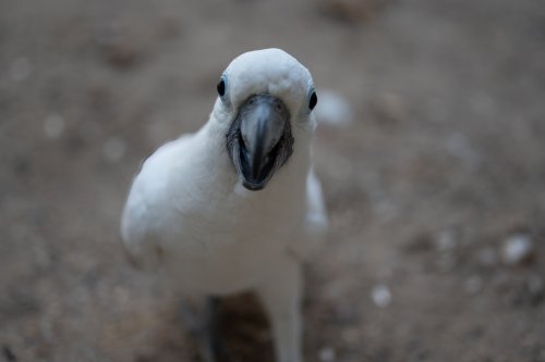 Rescue Cockatoo With 'Bald Spots' Heals Thanks to Bond With New Mom