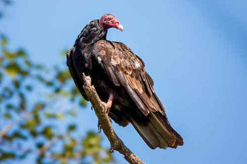 Cockatoo Makes Most Precious Comment After Spotting Turkey Vulture Outside