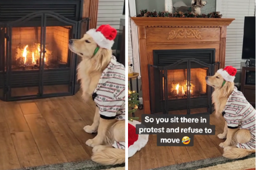 Golden Retriever Protests Christmas Card Photoshoot Like a Total Boss