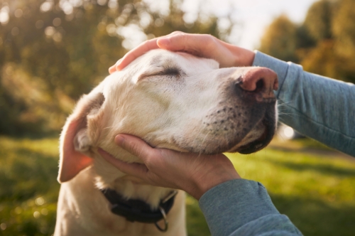 4 Dog Breeds That Bond So Deeply, You Might Need to Get a Second Toothbrush