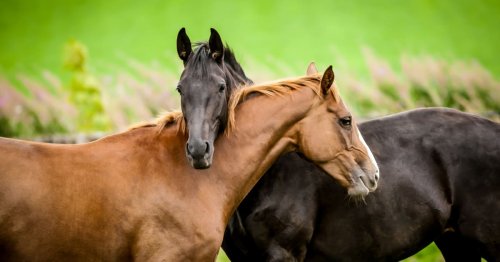 Tender Moment Horse Meets a Brand New Friend Is So Touching