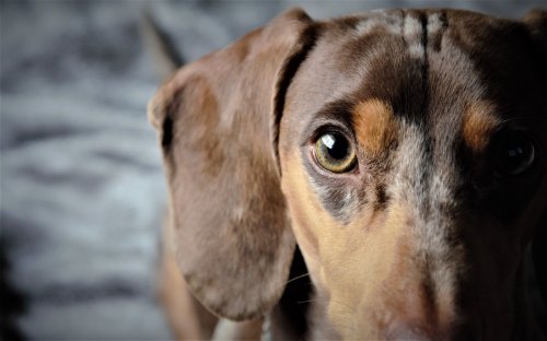 Mini Dapple Dachshund Has Hilarious Tantrum When Mom Won't Share Her Mac and Cheese