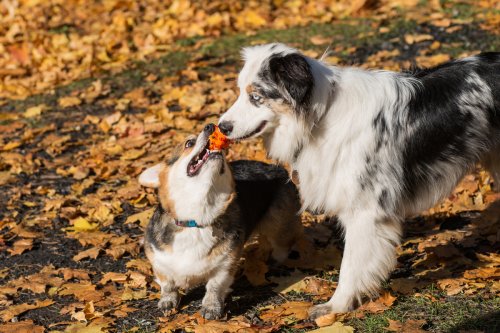 Australian Shepherd & Corgi's Chance Meeting at Dog Park Looks Like a Movie Scene