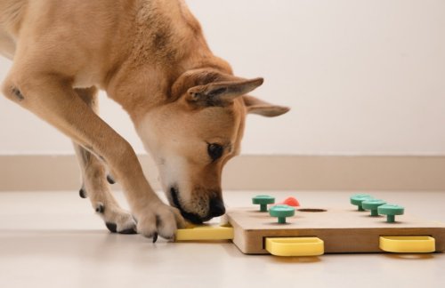 Trainer Describes Ways Enrichment Toys Can Improve the Quality of a Dog’s Life