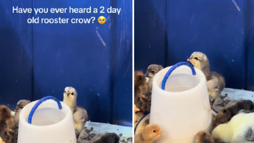 Sweet Sound of 2-Day Old Rooster Crowing Is Music to Everyone's Ears