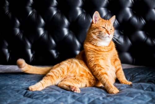 Bougie Orange Cat Gets Treated to Stay at 'The Plaza' Complete With a Bottle of Veuve