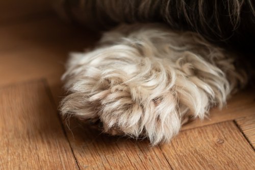 Rare 'Silky Wirehaired' Dachshund's 'Doodle-Like' Appearance Has Everyone Obsessed