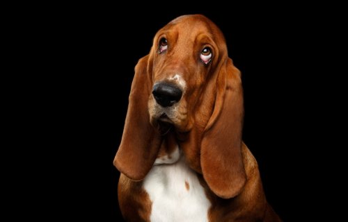 Basset Hound Tries To Use Manipulation To Score More Treats and It’s Charming