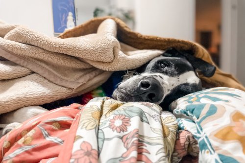Great Dane’s Tantrum When Mom Won’t ‘Share Blankets’ Makes Him the Biggest Baby Around