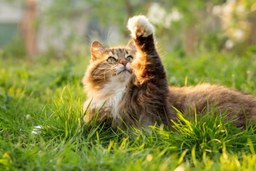 350+ Best Cat Names for Your Beloved Feline Friend