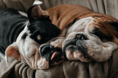 Precious Bulldogs Who 'Chose Each Other' at Doggy Day Care Have People Falling in Love