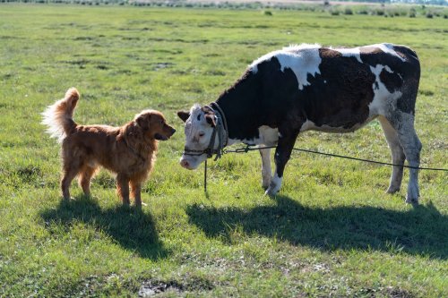 Golden Retriever Breaks Out Into Zoomies Over Seeing a Field of Cows