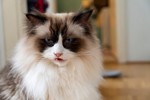 Gorgeous Rare Flame Point Ragdoll Cat Is a Legit ‘Girl on Fire'