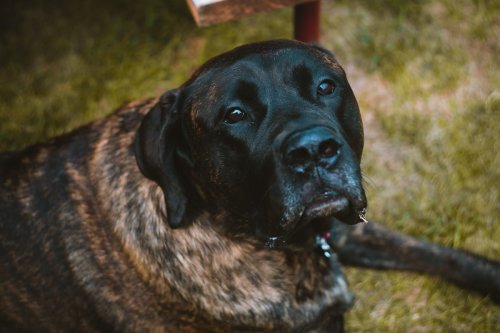 Sneaky Mastiff Walks Out of Pantry Covered in Flour and Tries to Play It Cool