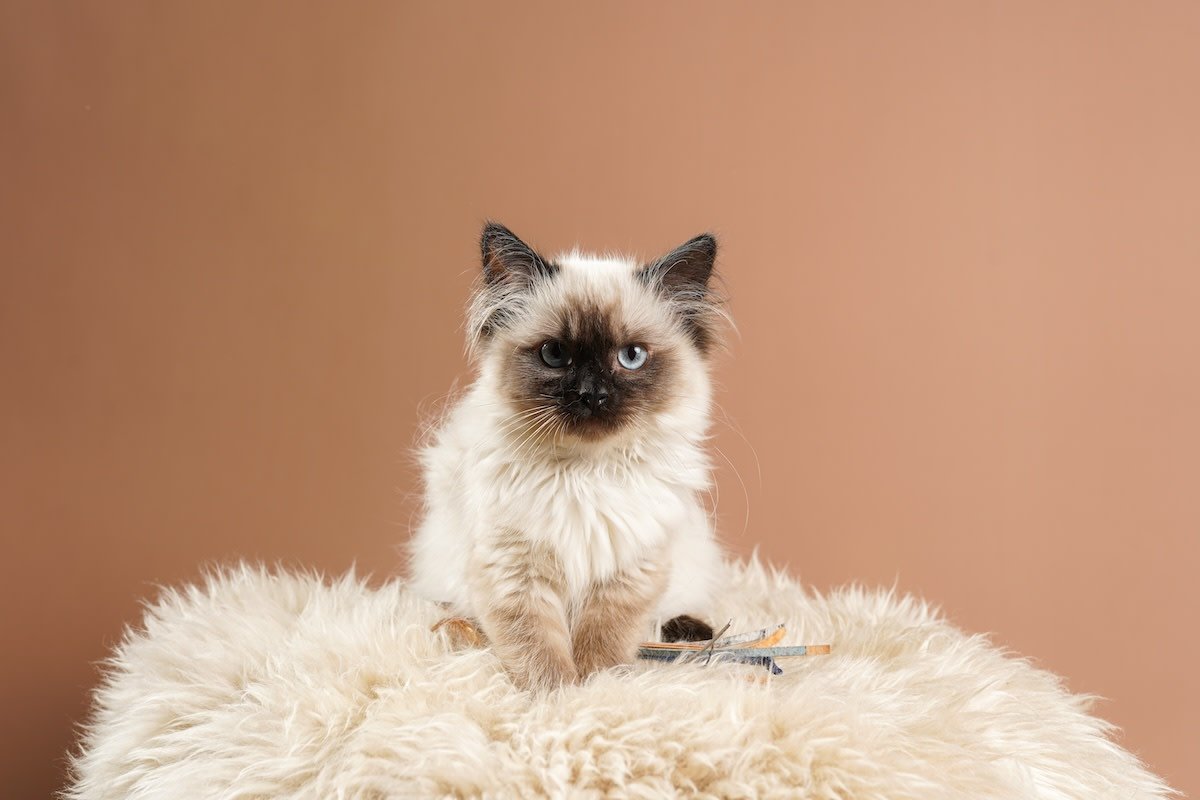 Ragdoll Cat Hugs Kitten Like He's 'Her Baby' and People Can't Get