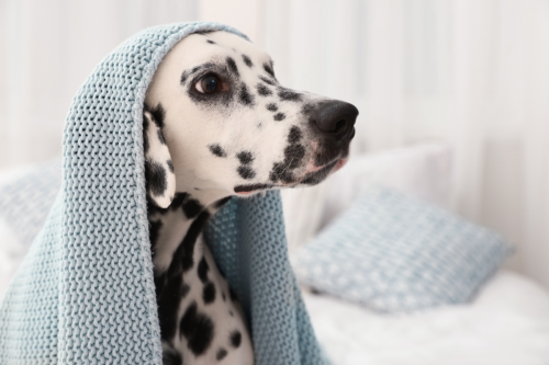 Dalmatian’s Heartwarming Morning Wakeup Ritual with Toddler Sister Brims With Joy