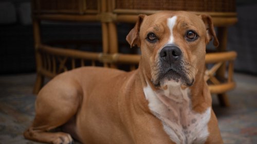 Foster Dog Overcome with Emotion After Being Shown Love and Safety