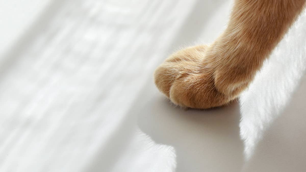 Orange Cat Decides It's Kinda Chic to Have a Lizard Attached to Your Collar