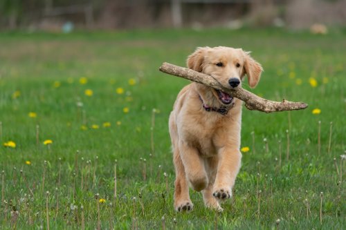 Growing Golden Retriever Puppy Transforms Daily Stick Hunt Into an Adorable Quest for Trees