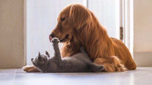 Golden Retriever Pup's Hilarious Pursuit of Cat's Friendship is Simply Adorable