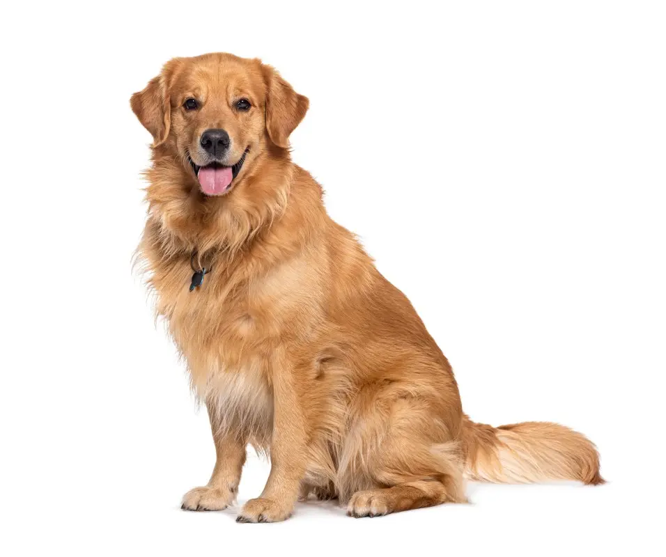 Dogs Life - cover