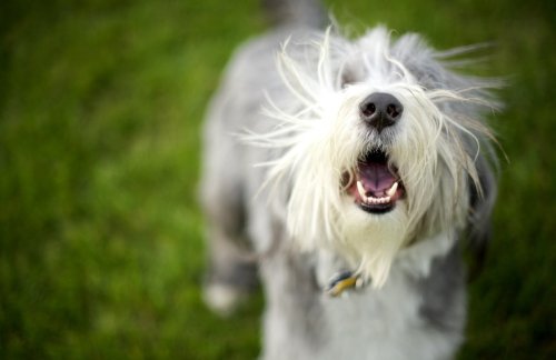 Trainer Shares Her Top Tip for Quieting a Barking Dog