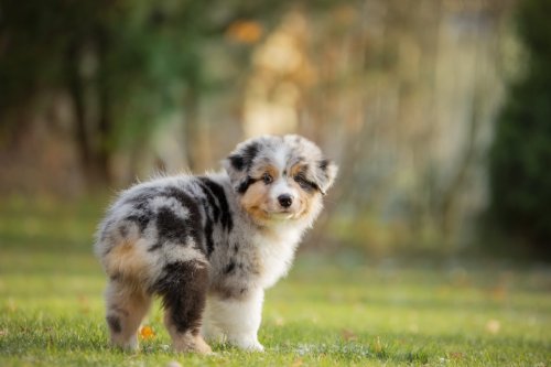 Aussie Puppy Transforms Into Adorable Hopping Potato While Meeting New BFFs